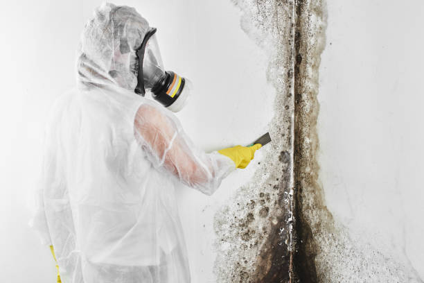 Best Attic Mold Removal  in Tupelo, MS
