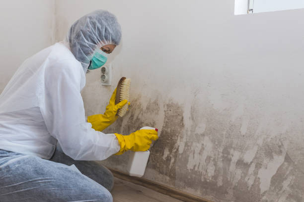 Best Fast Mold Removal  in Tupelo, MS