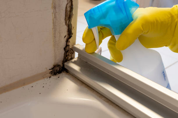 Best Residential Mold Removal  in Tupelo, MS