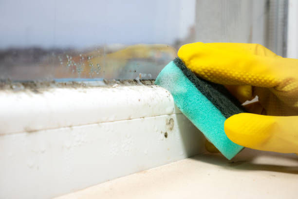Professional Mold Removal in Tupelo, MS