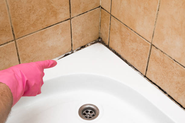 Best Mold Damage Repair  in Tupelo, MS
